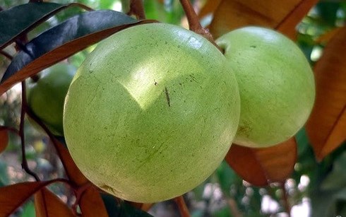Hai tấn vú sữa đầu tiên của Việt Nam xuất khẩu đến Mỹ