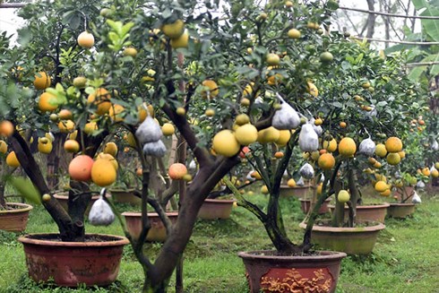 Kiếm hàng trăm triệu đồng từ cây ghép nhiều loại quả dịp Tết
