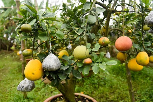 Kiếm hàng trăm triệu đồng từ cây ghép nhiều loại quả dịp Tết