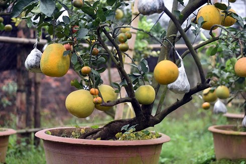 Kiếm hàng trăm triệu đồng từ cây ghép nhiều loại quả dịp Tết