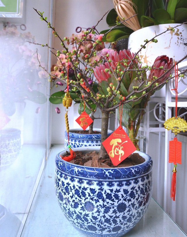 30 triệu đồng/chậu, hoa "độc, lạ" ngoại nhập "khuynh đảo" thị trường Tết