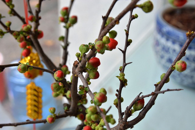 30 triệu đồng/chậu, hoa "độc, lạ" ngoại nhập "khuynh đảo" thị trường Tết