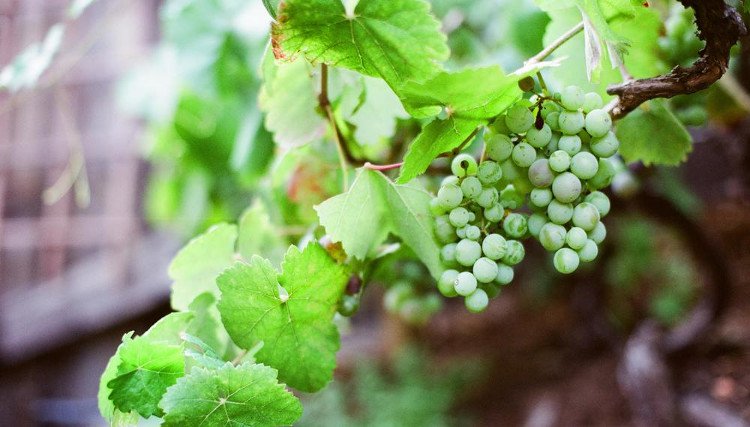 Món ăn may mắn vào đêm giao thừa của các nước