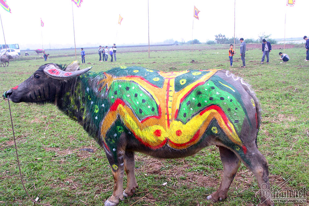 'Vua' đi cày đầu năm tại lễ hội Tịch Điền