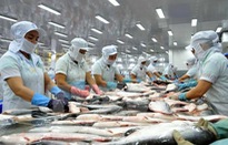 Trung Quốc trở thành thị trường nhập khẩu cá tra lớn nhất của Việt Nam
