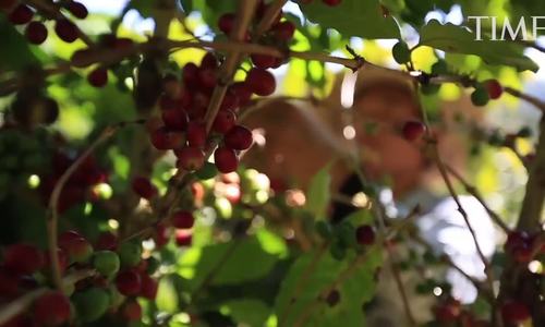 Trung Quốc nỗ lực thành thủ phủ cà phê của thế giới