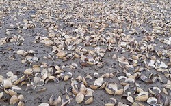 Thanh Hóa: Gần 100 tấn ngao bỗng dưng chết trắng bãi biển