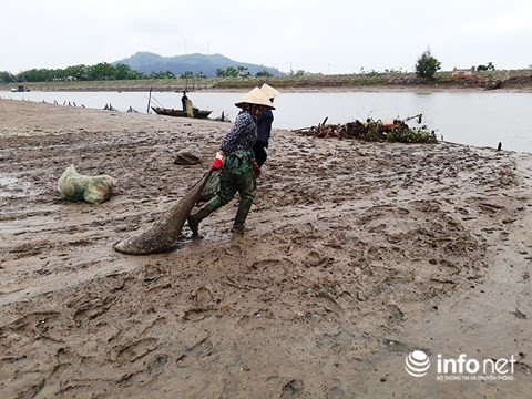 Thanh Hóa: Gần 100 tấn ngao bỗng dưng chết trắng bãi biển