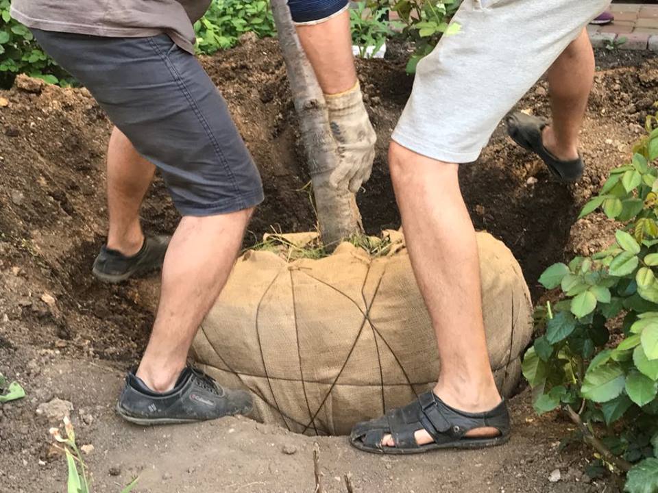 Trồng thêm 3 cây anh đào Nhật Bản tại Odessa