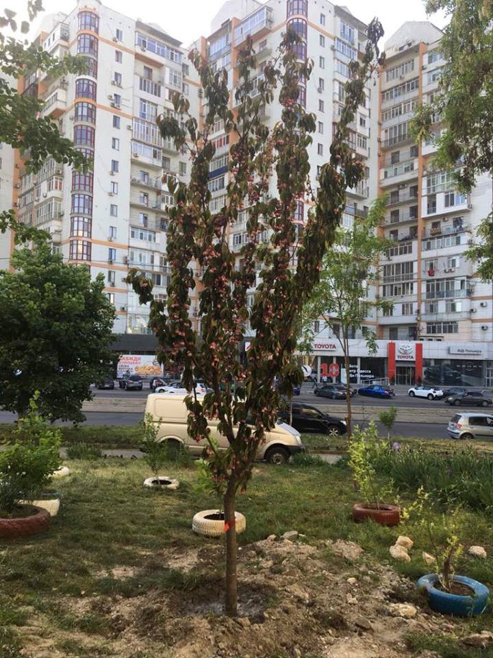 Trồng thêm 3 cây anh đào Nhật Bản tại Odessa