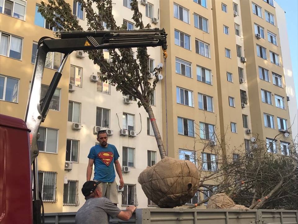 Trồng thêm 3 cây anh đào Nhật Bản tại Odessa