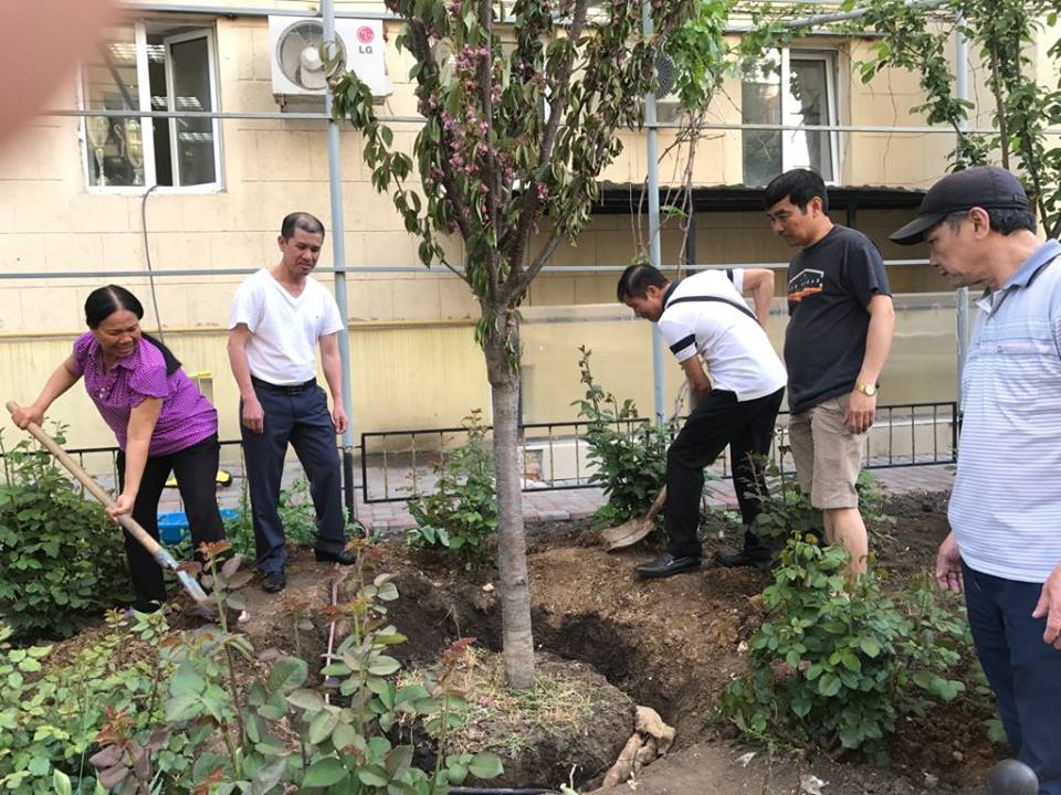 Trồng thêm 3 cây anh đào Nhật Bản tại Odessa