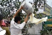Nông dân đổ sữa lênh láng vì cho rằng bị ép giá