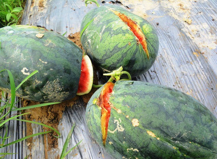 Dưa hấu 1.000 đồng/kg đổ đống chờ 'giải cứu'