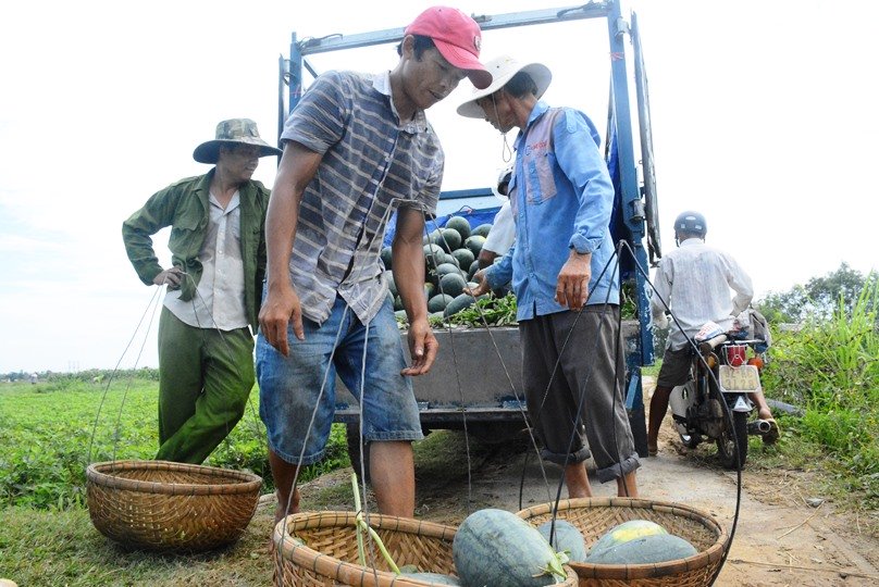 Dưa hấu 1.000 đồng/kg đổ đống chờ 'giải cứu'