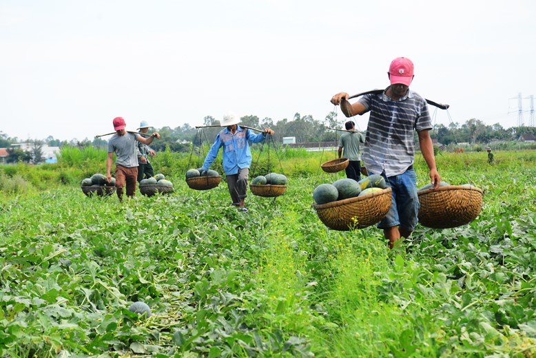 Dưa hấu 1.000 đồng/kg đổ đống chờ 'giải cứu'