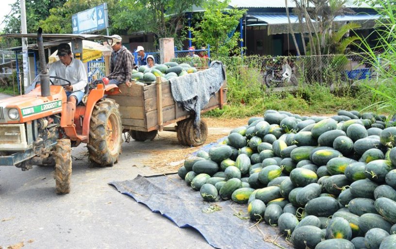 Dưa hấu 1.000 đồng/kg đổ đống chờ 'giải cứu'