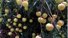 Đại tiệc vải thiều 600 thực khách trên đất Thanh Hà