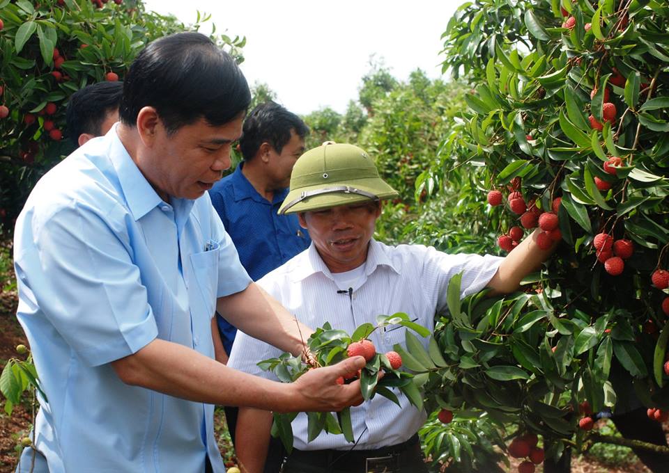 Bộ trưởng xuống chợ khảo giá, tìm cách bán vải thiều cho dân