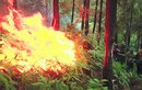Cháy rừng suốt 11 tiếng ở Hà Tĩnh