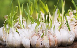 Hành, tỏi mọc mầm có độc?