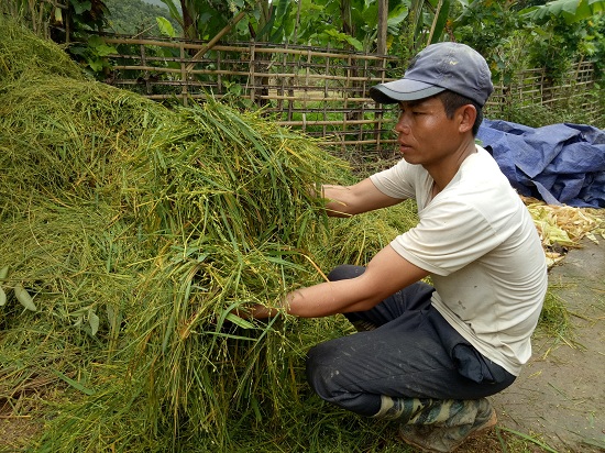 Lai Châu: Nước mắt rơi khi vò lúa non cố tìm những hạt còn ăn được