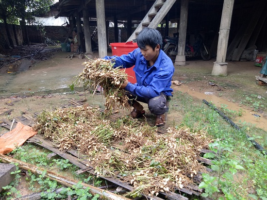 Lai Châu: Nước mắt rơi khi vò lúa non cố tìm những hạt còn ăn được