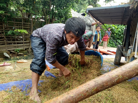 Lai Châu: Nước mắt rơi khi vò lúa non cố tìm những hạt còn ăn được