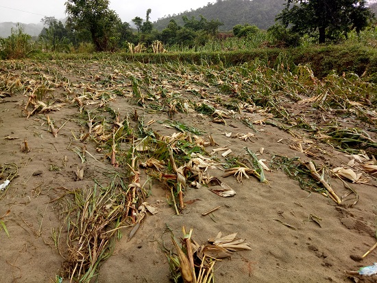 Lai Châu: Nước mắt rơi khi vò lúa non cố tìm những hạt còn ăn được