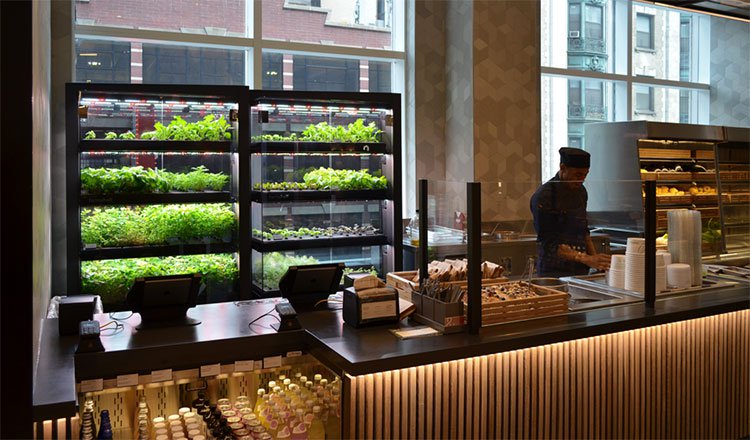Farmshelf - Giải pháp trồng rau ngay trong bếp nhà bạn