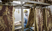 Các nước thay chân Mỹ bán thịt lợn sang Trung Quốc