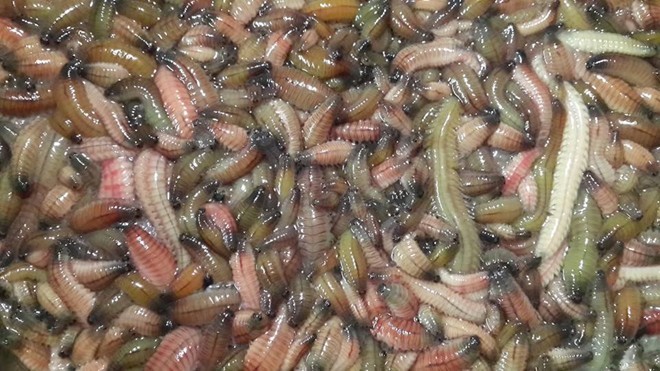 Rươi kho nồi đất gần triệu đồng/kg hút khách Hà Nội