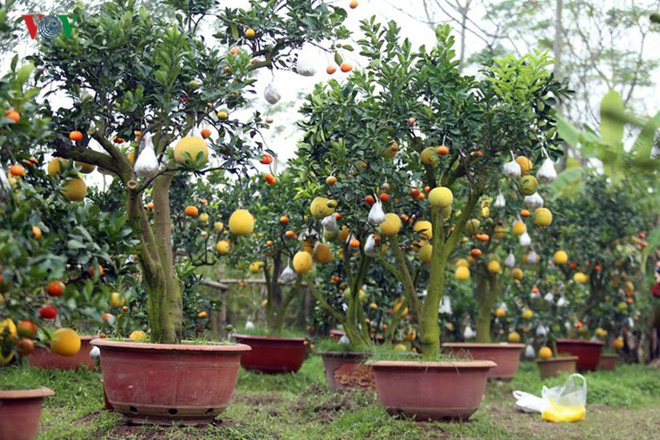 Độc đáo cây 10 loại quả hái ra tiền của lão nông ở Hà Nội