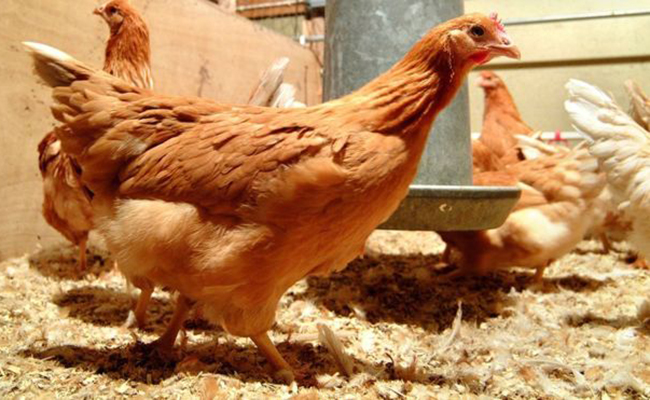 Gà đẻ trứng chứa thành phần chống ung thư