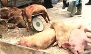 Dịch tả lợn châu Phi xuất hiện tại Hải Phòng