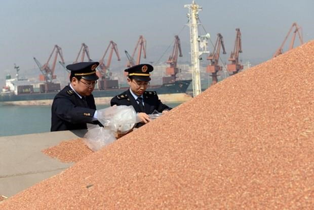 Trung Quốc nối lại hoạt động nhập khẩu lúa miến của Mỹ