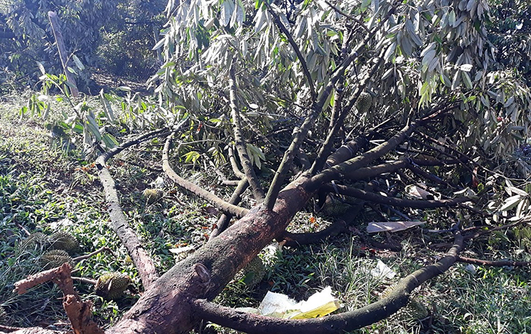 Hàng nghìn cây sầu riêng gãy đổ trong lốc xoáy ở Lâm Đồng