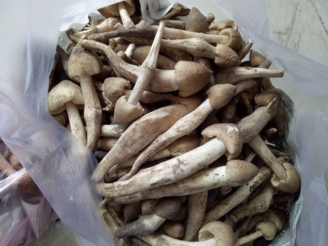 Bất ngờ loại rau đặc sản Việt đắt ngang cua hoàng đế, tôm hùm Mỹ