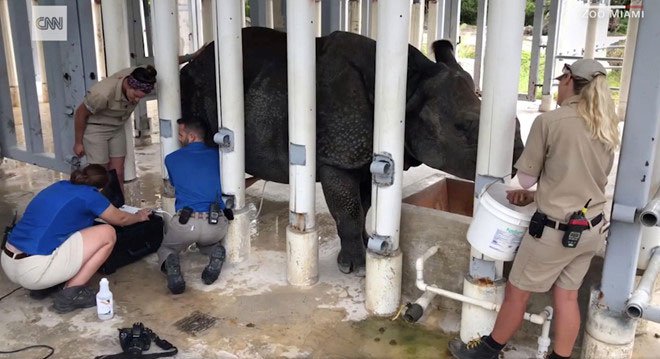 Tê giác chào đời bằng phương pháp thụ tinh nhân tạo đầu tiên ở Mỹ
