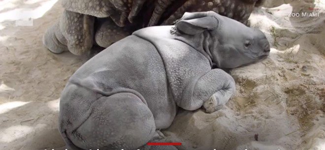Tê giác chào đời bằng phương pháp thụ tinh nhân tạo đầu tiên ở Mỹ