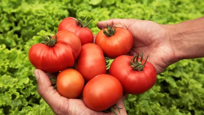 Mỹ lại gây căng thẳng thương mại với Mexico vì thuế cà chua