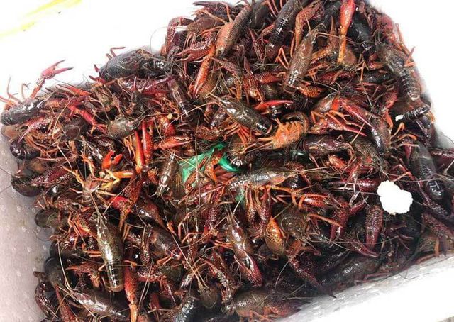 Bên kia biên giới tràn về: Mối nguy từ Trung Quốc sang Việt Nam