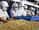Trung Quốc tăng mua hạt điều, mở nhà máy dọc biên giới VN