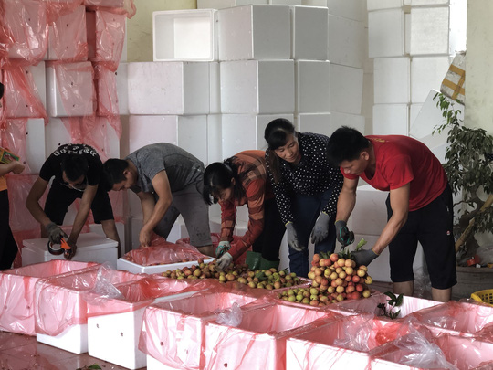 Trung Quốc tạo điều kiện cho vải Bắc Giang