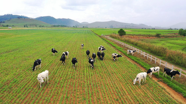 Vinamilk liên doanh với doanh nghiệp Lào và Nhật Bản khởi công xây dựng "resort" bò sữa organic quy mô 5.000 ha tại Lào