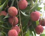 Thêm một kênh tiêu thụ nội địa cho vải Bắc Giang