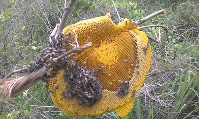 Từ ngày mai (10/6), lấy mật ong rừng sẽ bị phạt đến 3 triệu đồng