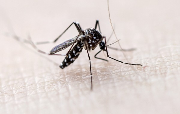 Hy Lạp cảnh báo nguy cơ bùng phát virus nguy hiểm