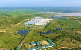 Giữa tình trạng bùng phát dịch tả lợn châu Phi, thương hiệu thịt sạch G ra đời và bài toán dài hạn của GreenFeed