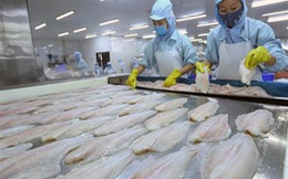 Xuất khẩu cá tra Việt Nam sang EU có dấu hiệu ấm dần